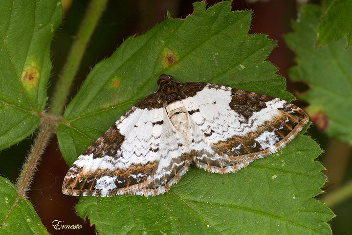 fresca di giornata, Melanthia procellata